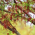 _MG_3349_.jpg