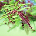 _MG_3352_.jpg