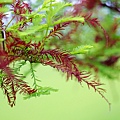_MG_3355_.jpg