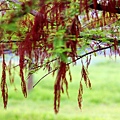 _MG_3365_.jpg