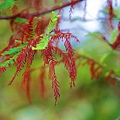 _MG_3367_.jpg