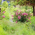 _MG_3395_.jpg