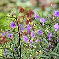 _MG_3330_.jpg