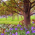 _MG_3336_.jpg