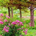 _MG_3346_.jpg