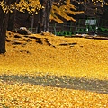 IMG_2852_.jpg