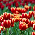 _MG_1609_.jpg