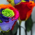 _MG_4753_.jpg