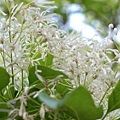 DSC03090_副本.jpg