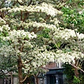 DSC03091_.jpg