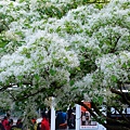 DSC03092_.jpg