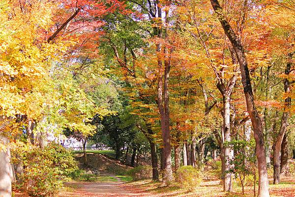 【日本狩楓之旅】品味秋天金黃時節 【日本狩楓之旅】品味秋天金黃時節