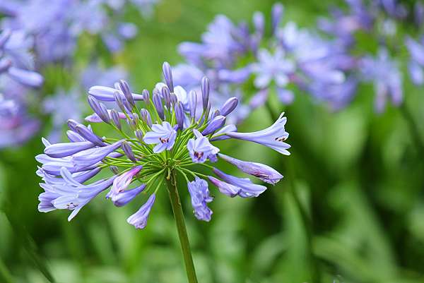 內雙溪自然中心 5月限定紫色 愛情花 百子蓮免費入園參觀 費甌娜の綺麗世界 痞客邦