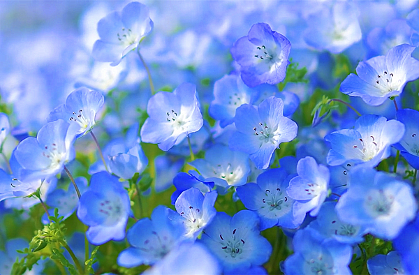 日本茨城梦幻花海 粉蝶花与扫帚草世界公认最浪漫的美景 皮皮旅行