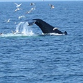 whale 3.jpg