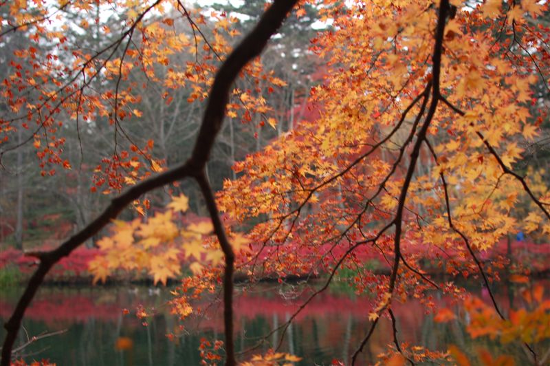 DSC_8334.JPG DSC_8334.JPG