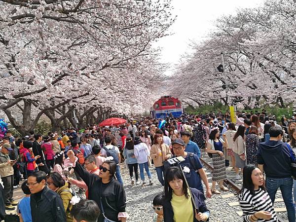 4釜山自由行Jinhae鎮海賞櫻2-2.jpg