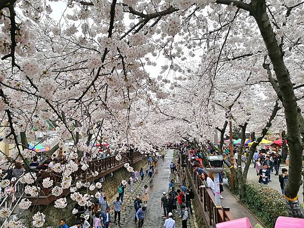 5-5釜山自由行Jinhae鎮海賞櫻2-32.jpg
