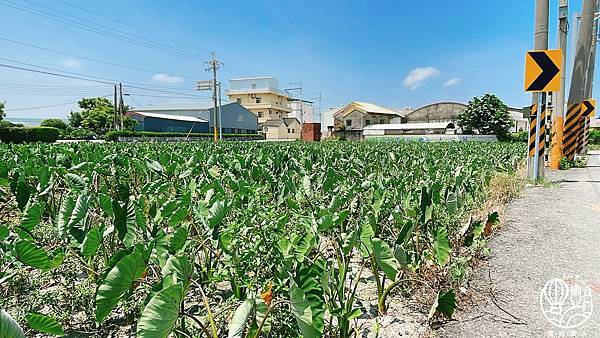 台中震大金鬱金香酒店暑假限定海線最強親子行程63.JPG