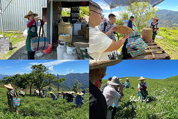 花蓮富理金針花季7.jpg 花蓮富理金針花季7.jpg