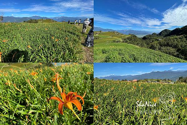 花蓮富理金針花季10.jpg 花蓮富理金針花季10.jpg