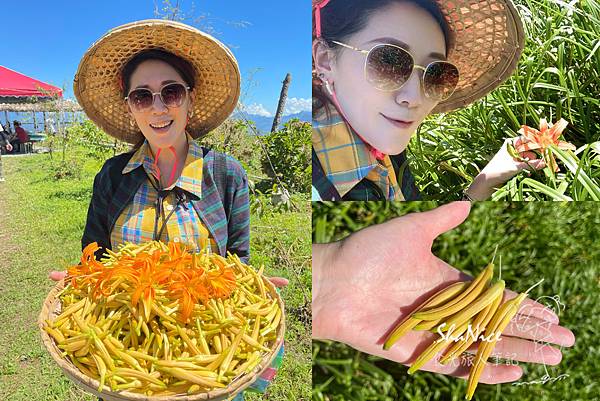 花蓮富理金針花季6.jpg 花蓮富理金針花季6.jpg