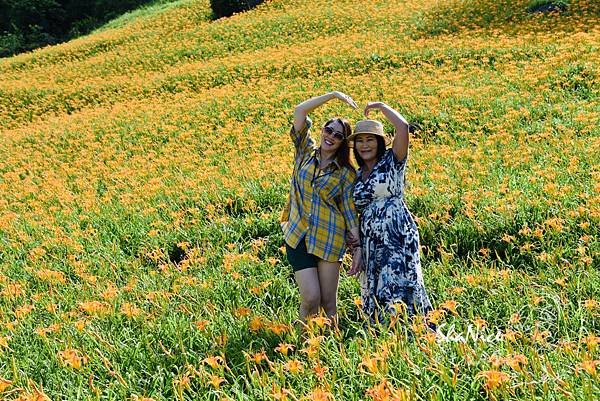 花蓮富理金針花季23.JPG 花蓮富理金針花季23.JPG