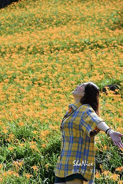 花蓮富理金針花季24.jpg 花蓮富理金針花季24.jpg