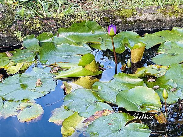 花蓮富理金針花季65.jpg 花蓮富理金針花季65.jpg