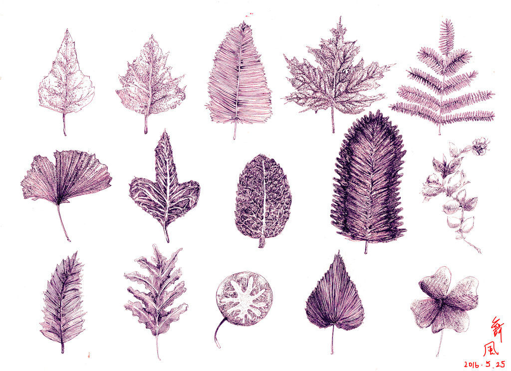 葉子leaves.jpg 葉子leaves.jpg
