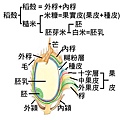 稻穀結構圖2