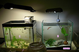 魚缸A.jpg 魚缸A.jpg