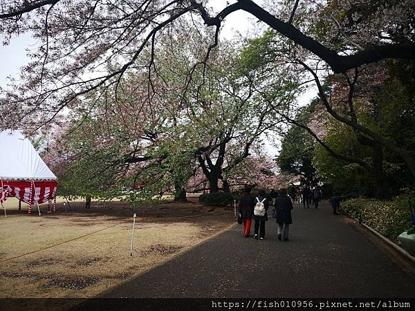 櫻花雨如雪(新宿御苑，代官山，目黑川_190420_0040.jpg