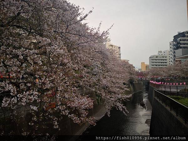 櫻花雨如雪(新宿御苑，代官山，目黑川_190420_0152.jpg