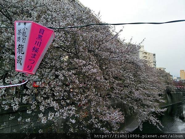 櫻花雨如雪(新宿御苑，代官山，目黑川_190420_0194.jpg