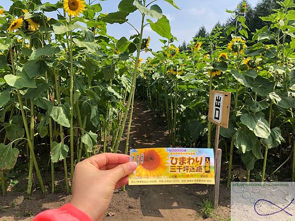 《趴趴走日本-北海道》屋 音 へよこそ+向日葵三 《趴趴走日本-北海道》屋 音 へよこそ+向日葵三