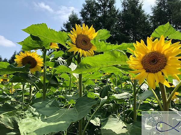 《趴趴走日本-北海道》屋 音 へよこそ+向日葵三 《趴趴走日本-北海道》屋 音 へよこそ+向日葵三