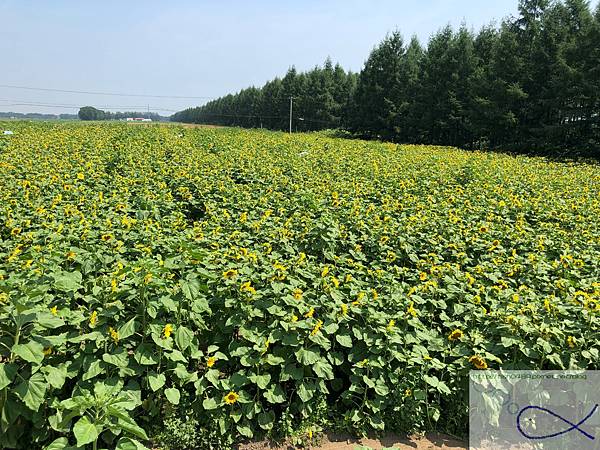《趴趴走日本-北海道》屋 音 へよこそ+向日葵三 《趴趴走日本-北海道》屋 音 へよこそ+向日葵三