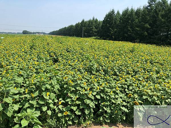 《趴趴走‧日本-北海道》滿壽屋 麥音 へよこそ＋帶廣向日葵三