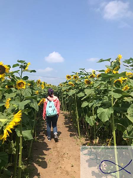 《趴趴走日本-北海道》屋 音 へよこそ+向日葵三 《趴趴走日本-北海道》屋 音 へよこそ+向日葵三