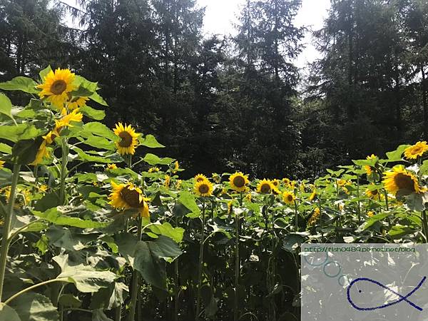 《趴趴走日本-北海道》屋 音 へよこそ+向日葵三 《趴趴走日本-北海道》屋 音 へよこそ+向日葵三