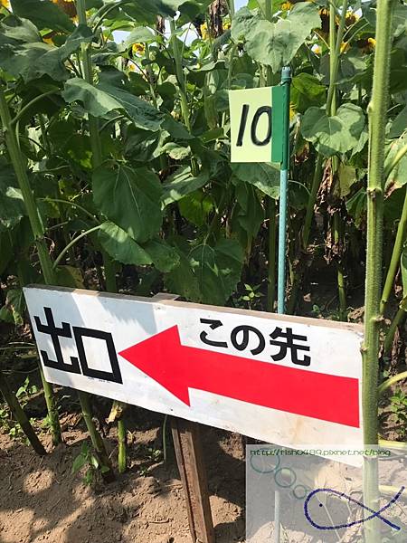 《趴趴走日本-北海道》屋 音 へよこそ+向日葵三 《趴趴走日本-北海道》屋 音 へよこそ+向日葵三