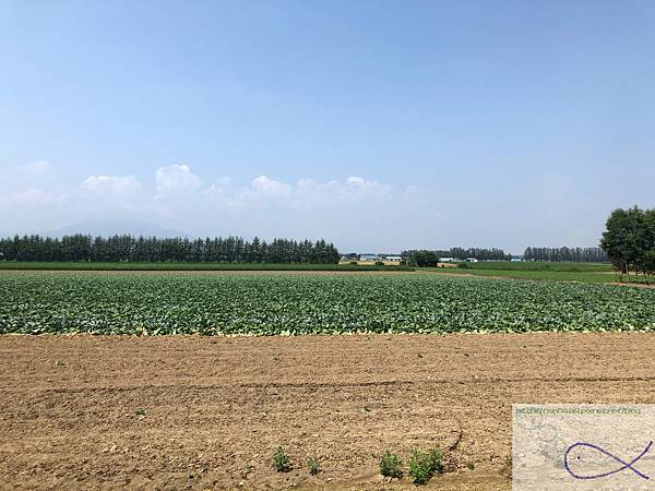 《趴趴走‧日本-北海道》滿壽屋 麥音 へよこそ＋帶廣向日葵三