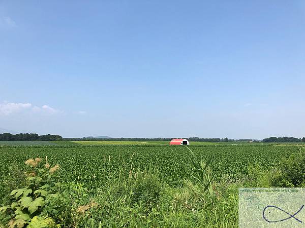 《趴趴走‧日本-北海道》滿壽屋 麥音 へよこそ＋帶廣向日葵三