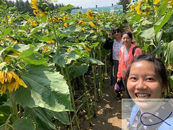 《趴趴走日本-北海道》屋 音 へよこそ+向日葵三 《趴趴走日本-北海道》屋 音 へよこそ+向日葵三