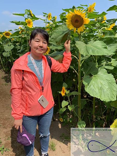 《趴趴走‧日本-北海道》滿壽屋 麥音 へよこそ＋帶廣向日葵三