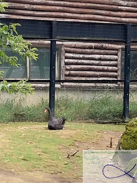 《趴趴走‧日本-北海道》Cloverアイスエ房+旭川動物園+ 《趴趴走‧日本-北海道》Cloverアイスエ房+旭川動物園+