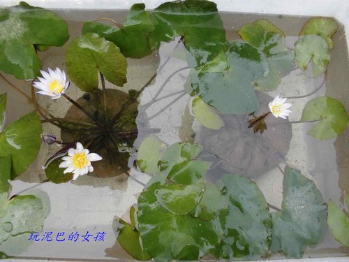 蓮花與 十五公分 保麗龍 肥料 之關係 玩泥巴的女孩 磺溪書院水的蓮花緣 痞客邦