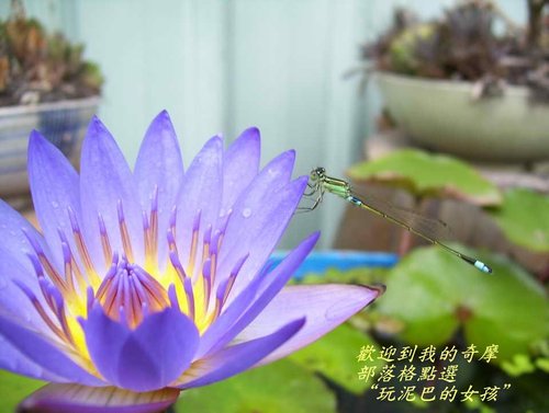 不要叫我 黑美人 蓮花顏色 品種介紹 玩泥巴的女孩 磺溪書院水的蓮花緣 痞客邦 不要叫我 黑美人 蓮花顏色 品種介紹 玩泥巴的女孩 磺溪書院水的蓮花緣 痞客邦
