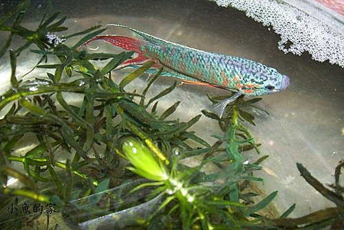 蓋斑鬥魚人工繁殖和飼養方法 玩泥巴的女孩 磺溪書院水的蓮花緣 痞客邦 蓋斑鬥魚人工繁殖和飼養方法 玩泥巴的女孩 磺溪書院水的蓮花緣 痞客邦